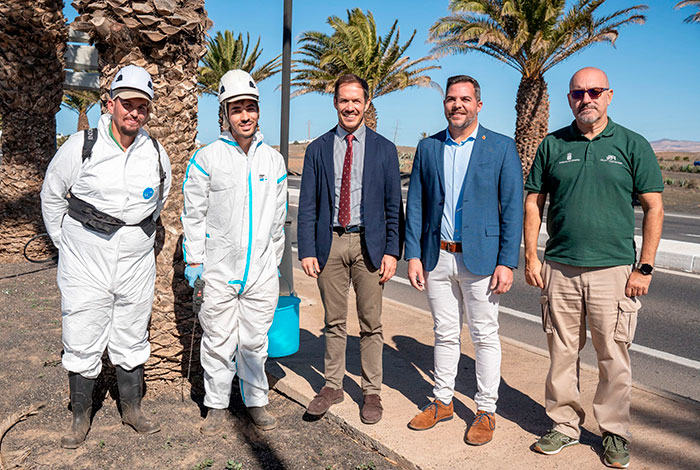 Censadas 75.000 palmeras en Lanzarote para erradicar la plaga de diocalandra